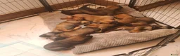 Belgian Shepherd Dog dogs for sale: Belgian malinois x german shepherd  - Advert 15