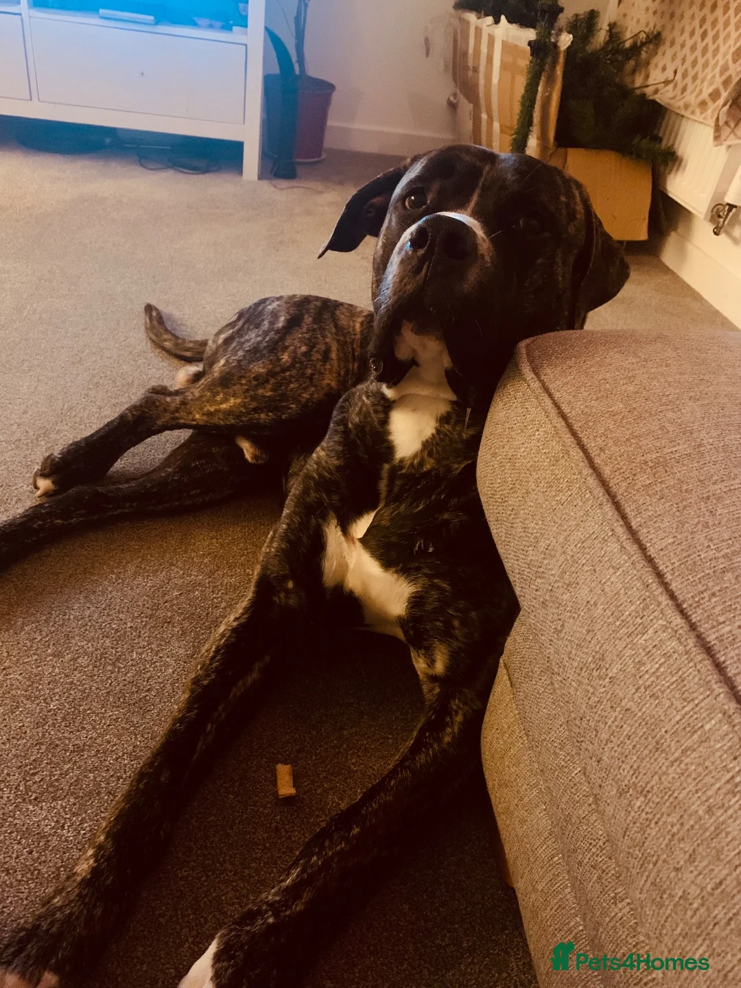 Mixed Breed dogs for stud: Essex Stud Cane Corso x Euro Mastiff in Colchester - Advert 5