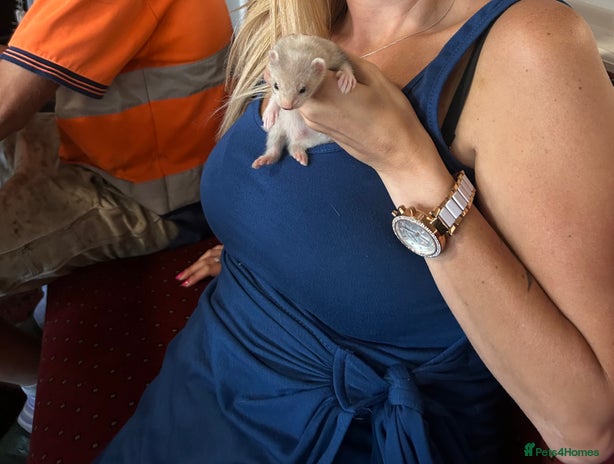 Ferret rodents - Advert 6