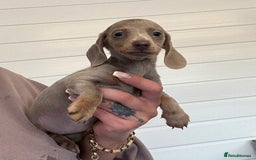 Miniature Dachshund dogs for sale: Mini Dachshund puppies for sale  - Image 7