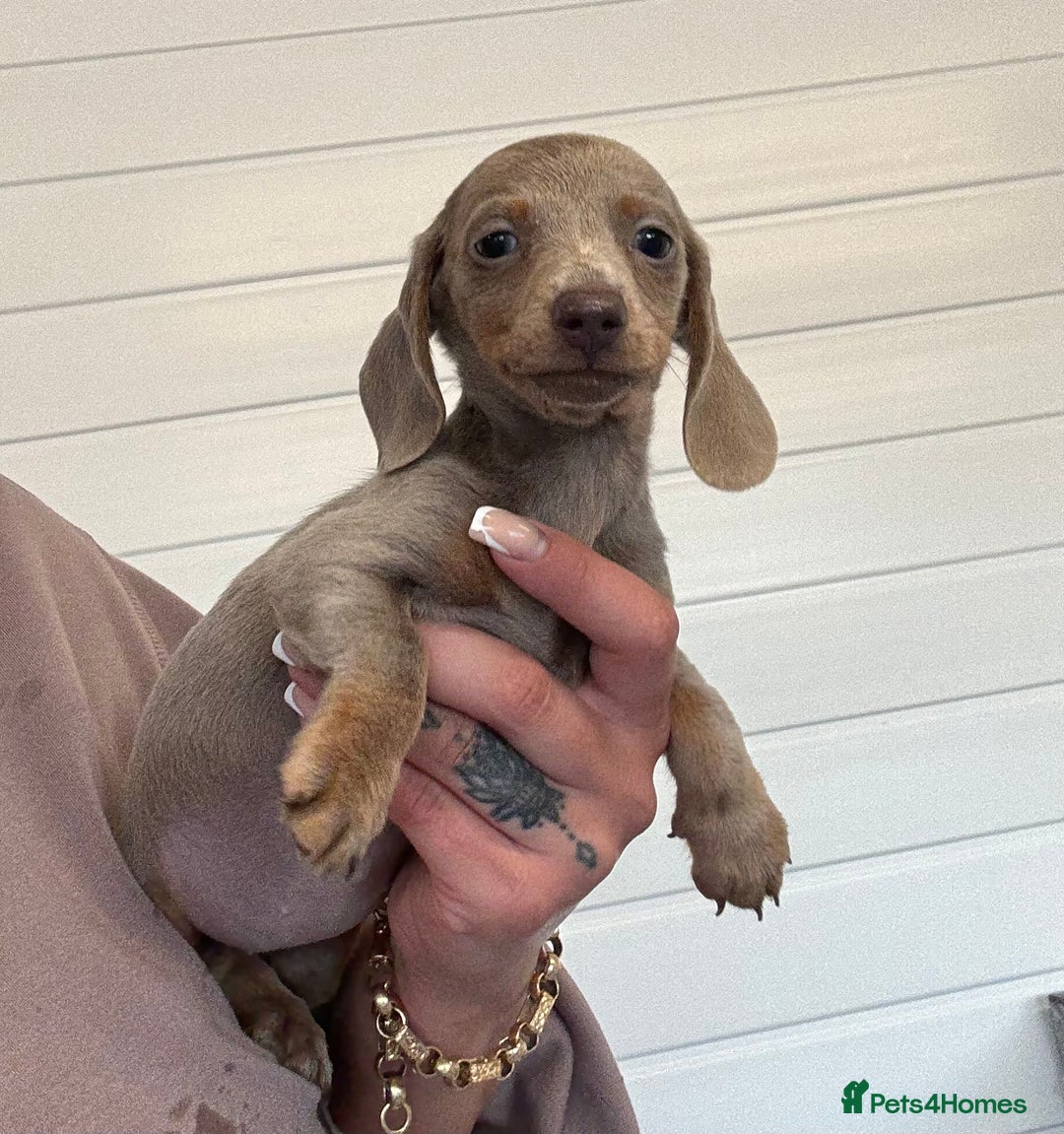 Miniature Dachshund dogs for sale: Mini Dachshund puppies for sale  - Image 7