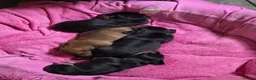 Miniature Dachshund dogs for sale: Minature Dachshund  - Advert 22