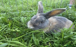 Mixed Breed rabbits for sale: Rabbit, male, 3yrs, with double hutch - Image 6