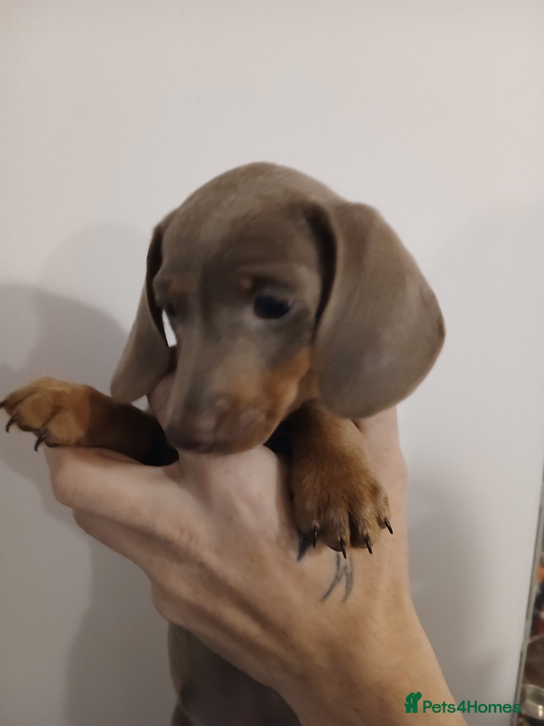 Dachshund dogs for sale: Mini Dachshund Puppies - Advert 11