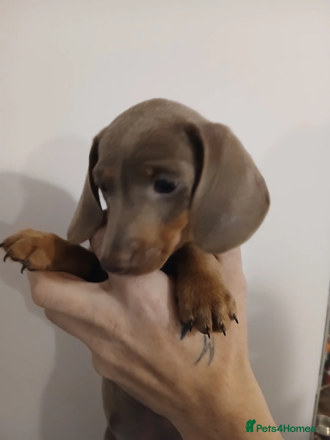 Dachshund dogs for sale: Now only 2 male mini dachshund puppies  - Advert 20