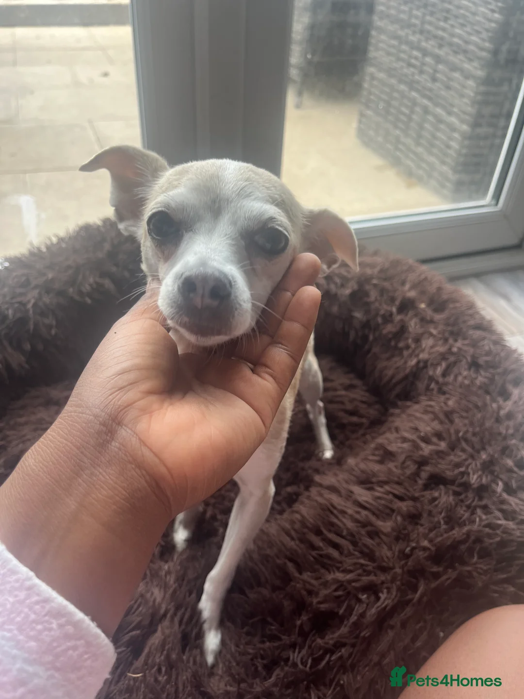 Chiweenie dogs for sale: Chiweenie  in Chorley - Advert 1