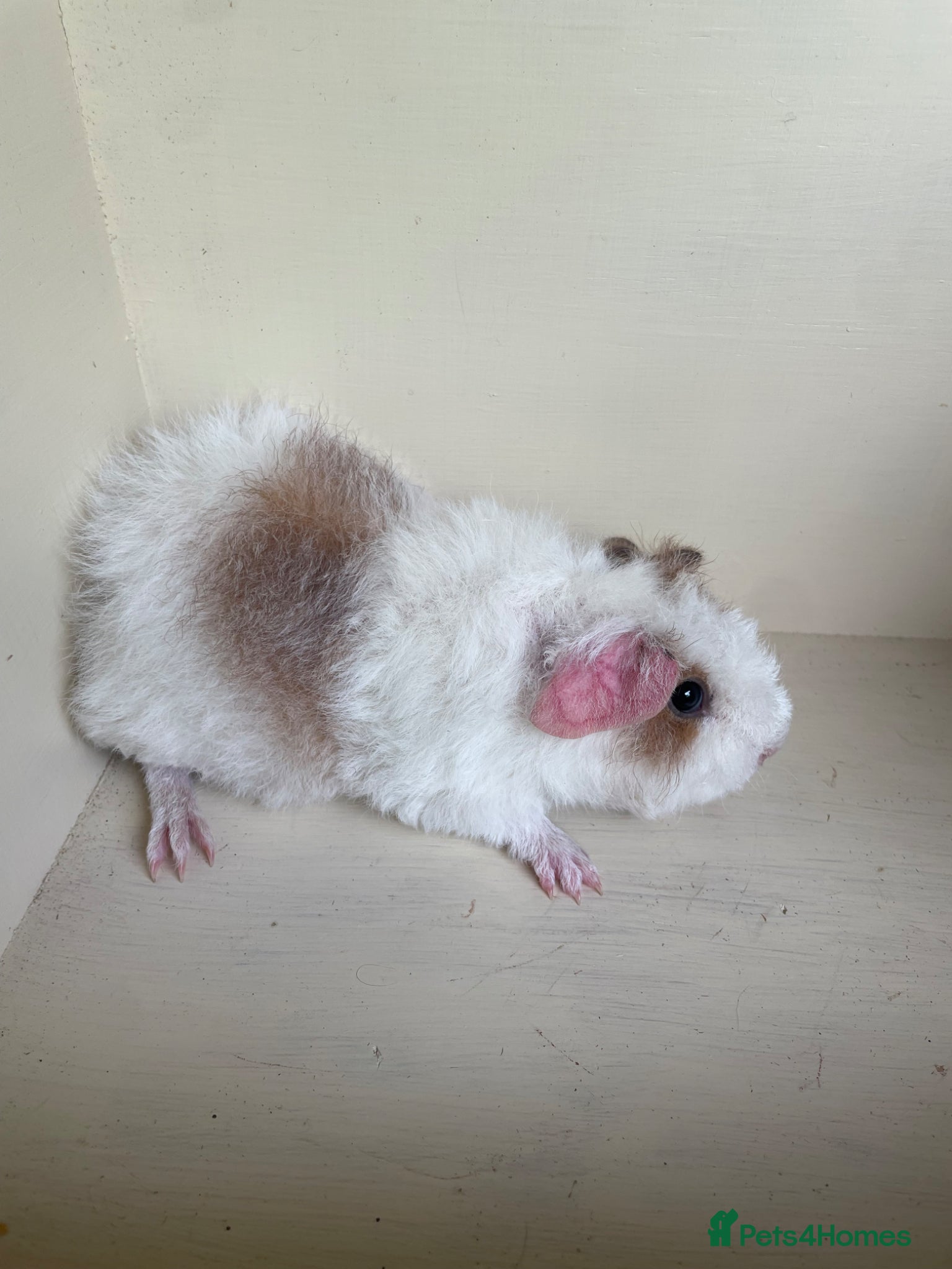 Guinea Pig rodents Baby Guinea pig boars ready now  - Advert 11