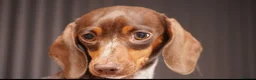 Miniature Dachshund dogs for sale: KC PIEBALD MINIATURE DACHSHUNDS in Birkenhead - Advert 11
