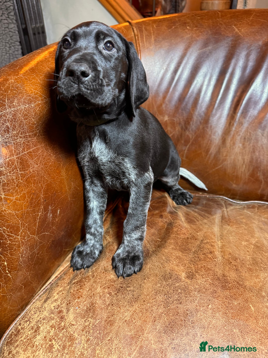 German Shorthaired Pointer dogs for sale: KC Reg Champ blood Lines GSP Pointer Pups - Leeds - Advert 6