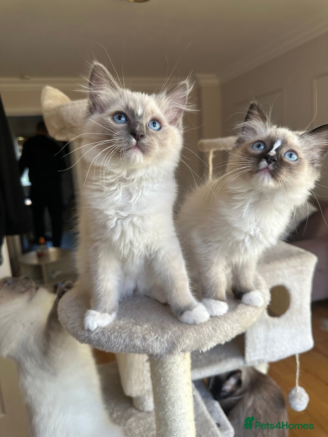 Ragdoll cats for sale: Last boy available! GCCF parents, pure ragdoll🤍 - Advert 30