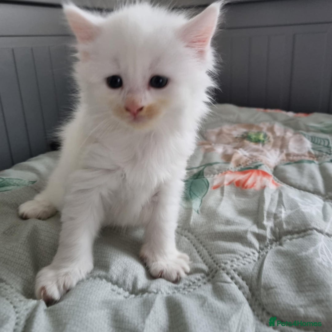 Mixed Breed cats for sale: Beautiful kittens - Image 1