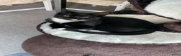 British Shorthair cats for sale: Gorgeous affectionate tuxedo  - Advert 2