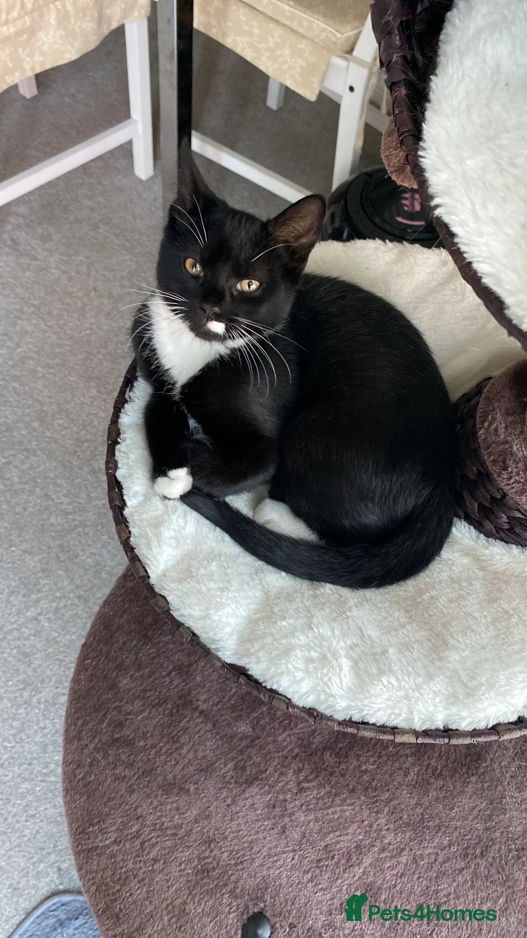 British Shorthair cats for sale: Gorgeous affectionate tuxedo  - Advert 2