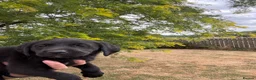 Labrador Retriever dogs for sale: 🖤🧡Fantastic Chucky KC Lab Puppies - Advert 23