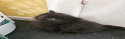 Maine Coon cats for sale: Beautiful black fluffy kittens - Advert 5