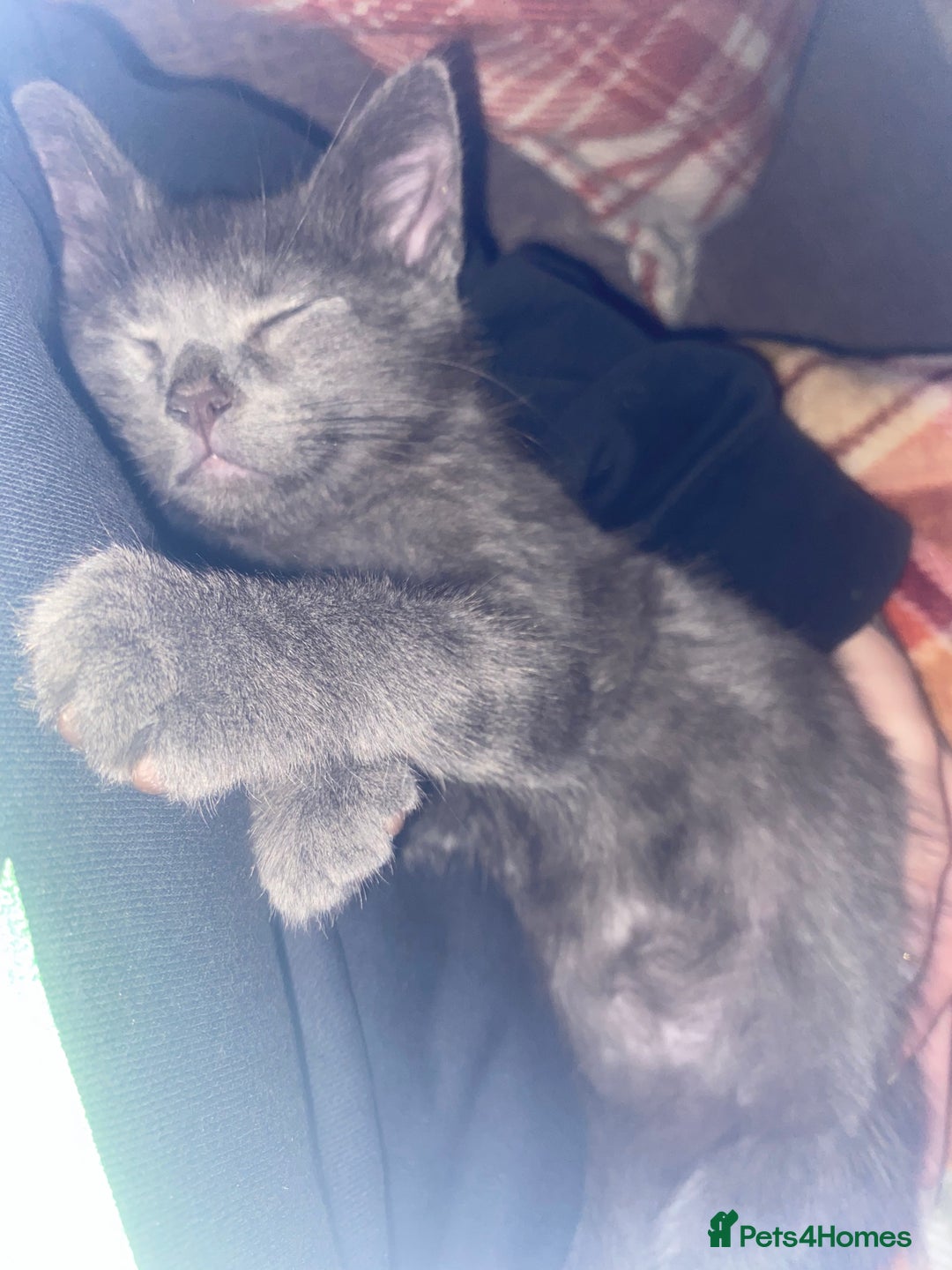 British Longhair cats for sale: British longhair kitten  - Image 3