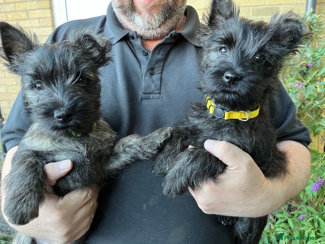 Cairn Terrier dogs for sale: Adorable Cairn Terrier Puppies - Image 1