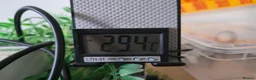 Bearded Dragon reptiles for sale: Hypo Orange Blue Bar Berded Dragon  in Dewsbury - Advert 14