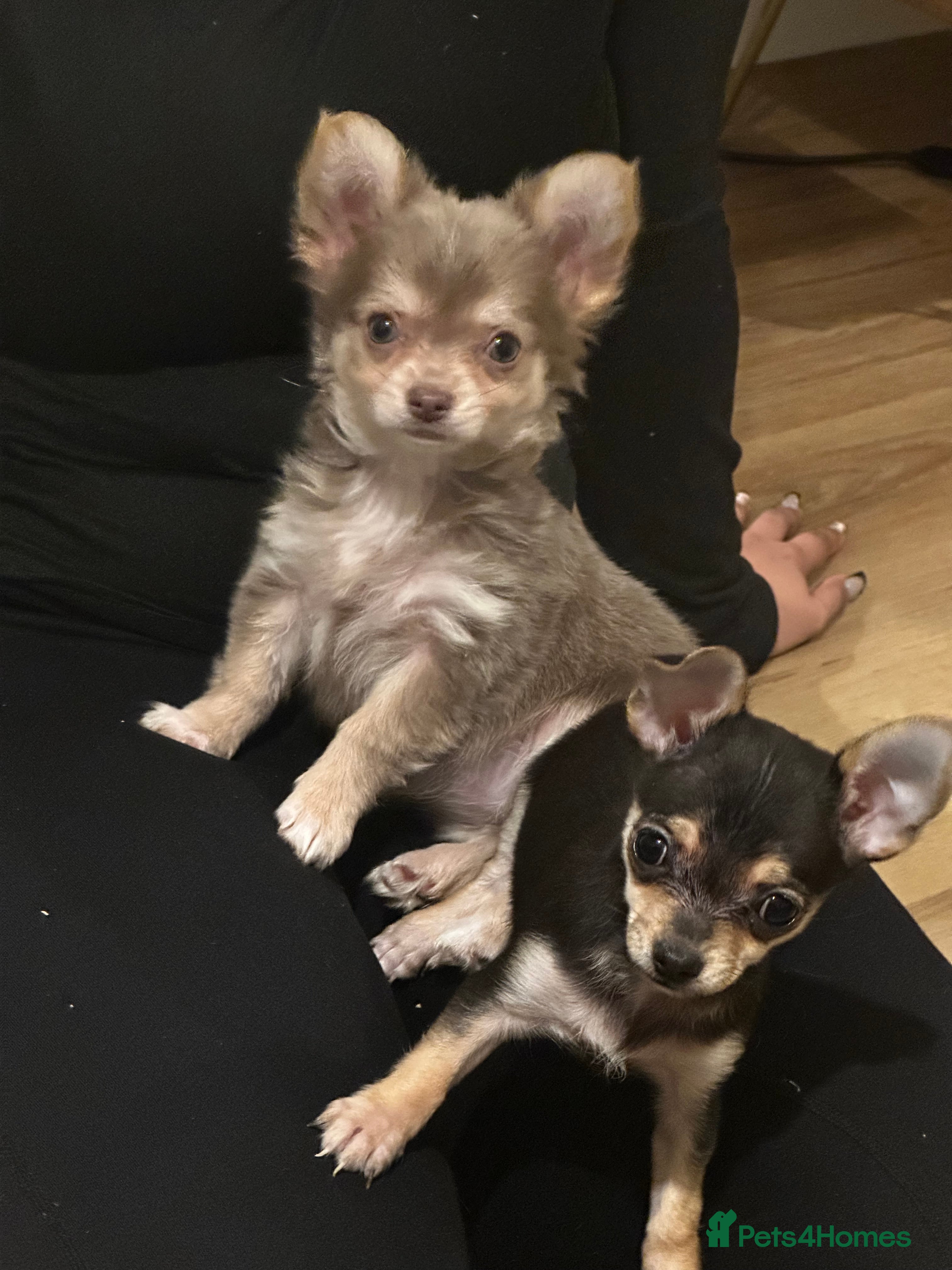 Chihuahua dogs Gorgeous Chihuahua girls - Advert 1