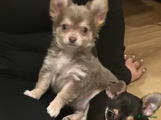 Chihuahua dogs Gorgeous Chihuahua girls - Advert 1