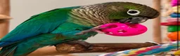 Parrots birds for sale: Tame Turquoise Green-Cheek Conure – Mochi in London - Advert 3