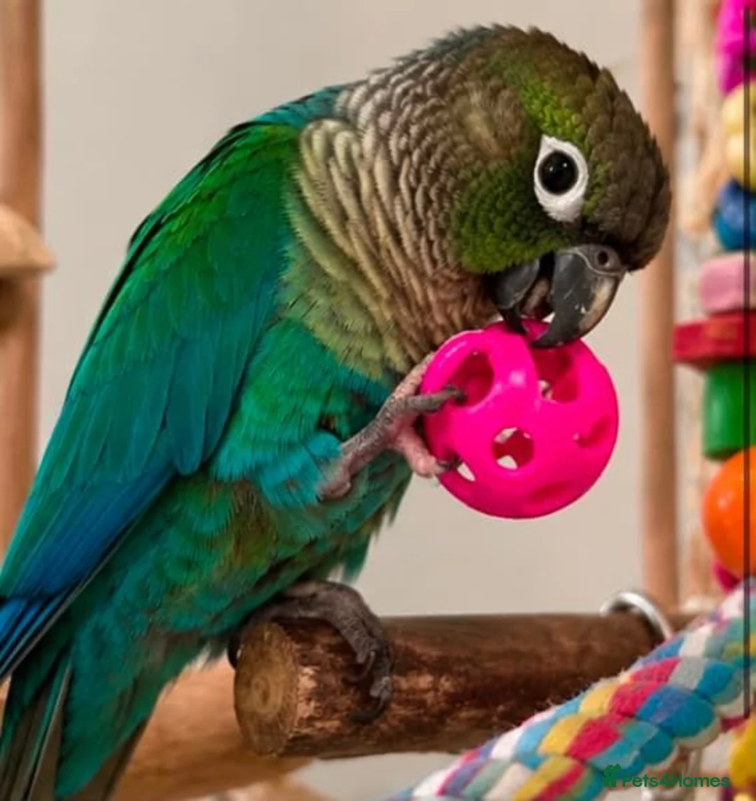 Parrots birds for sale: Tame Turquoise Green-Cheek Conure – Mochi in London - Advert 3