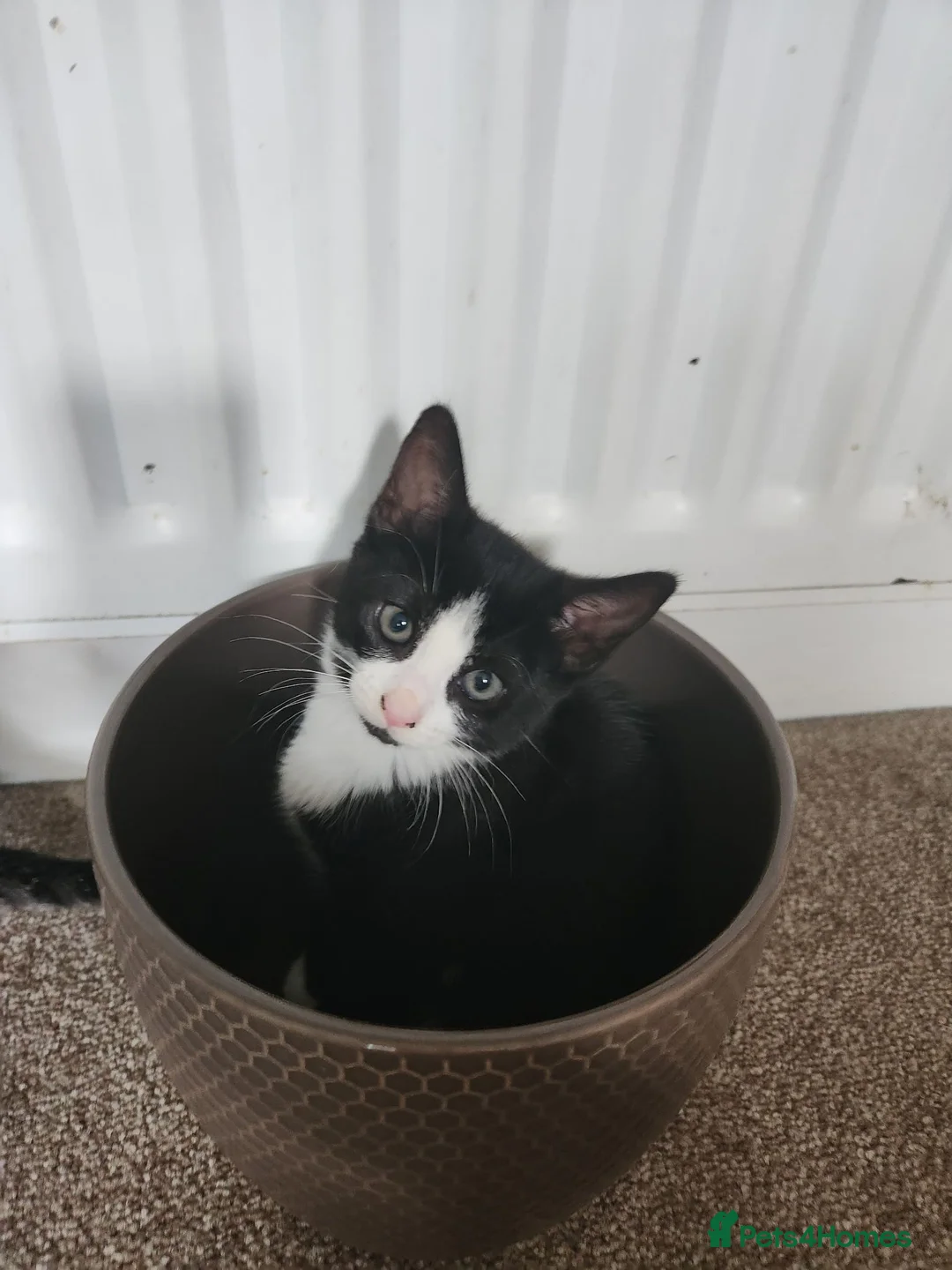 Mixed Breed cats for sale: 5 playful kittens for sale - Advert 2