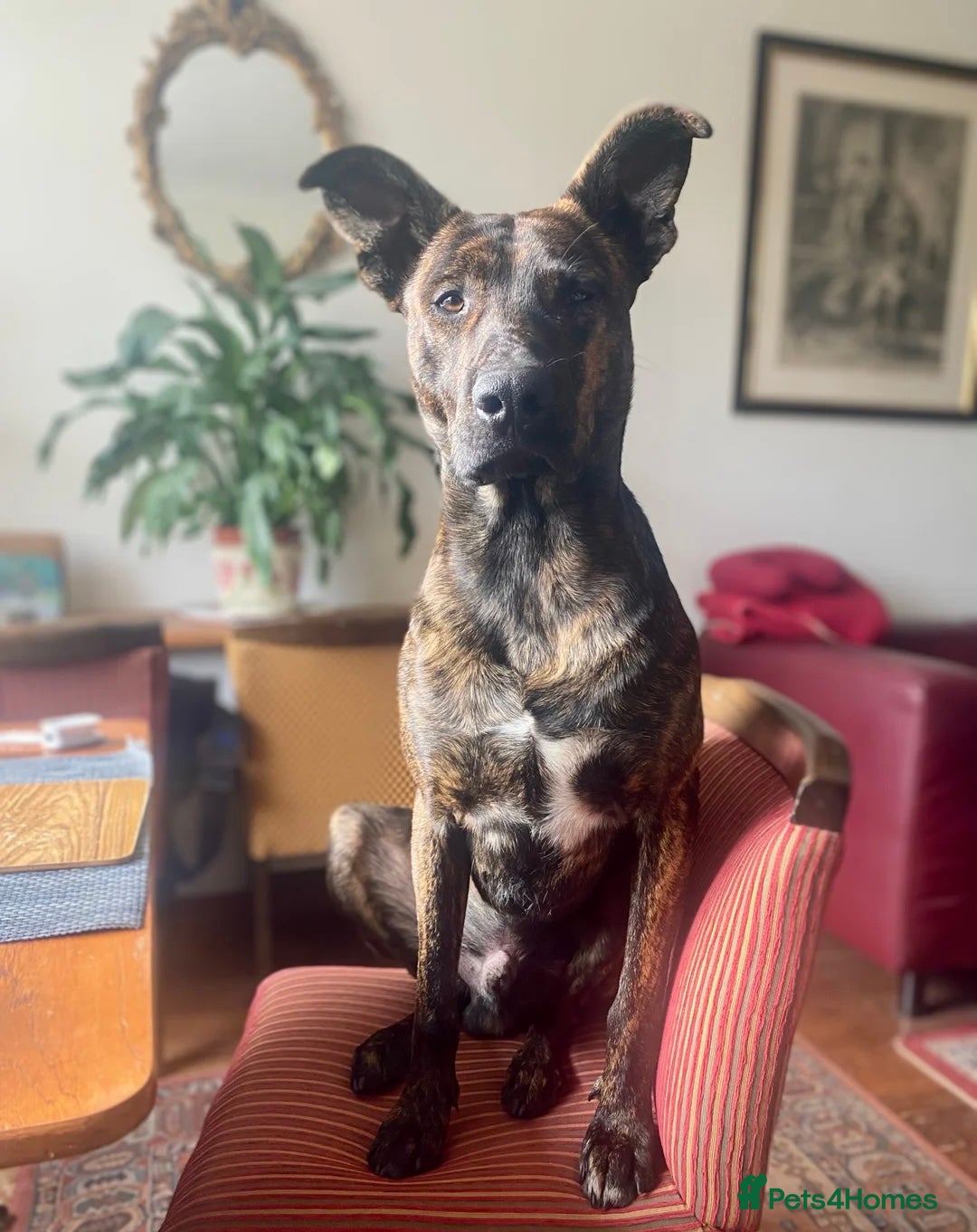 Mixed Breed dogs 💔 Handsome Oscar is looking for his forever home  - Advert 3