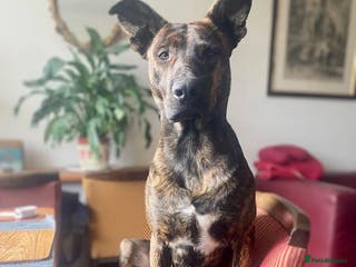 Mixed Breed dogs 💔 Handsome Oscar is looking for his forever home - Advert 4