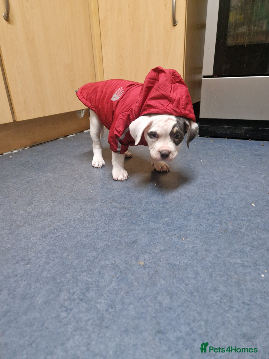 American Bulldog dogs for sale: Female Pocket Bully Pups For Sale - Advert 3
