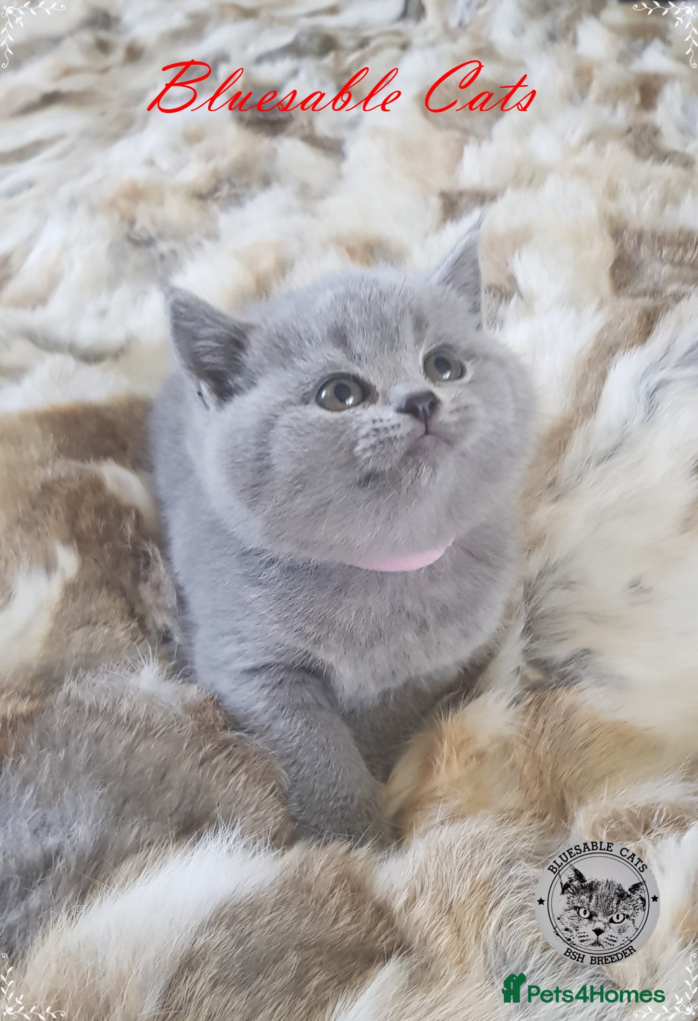 British Shorthair cats Pure Pedigree BSH Kittens - Advert 1