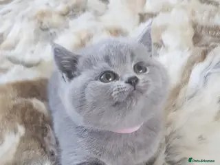 British Shorthair cats Pure Pedigree BSH Kittens - Advert 6