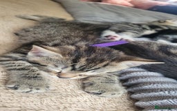 British Shorthair cats for sale: 4 litte Treasures seek Forever Home - Image 7