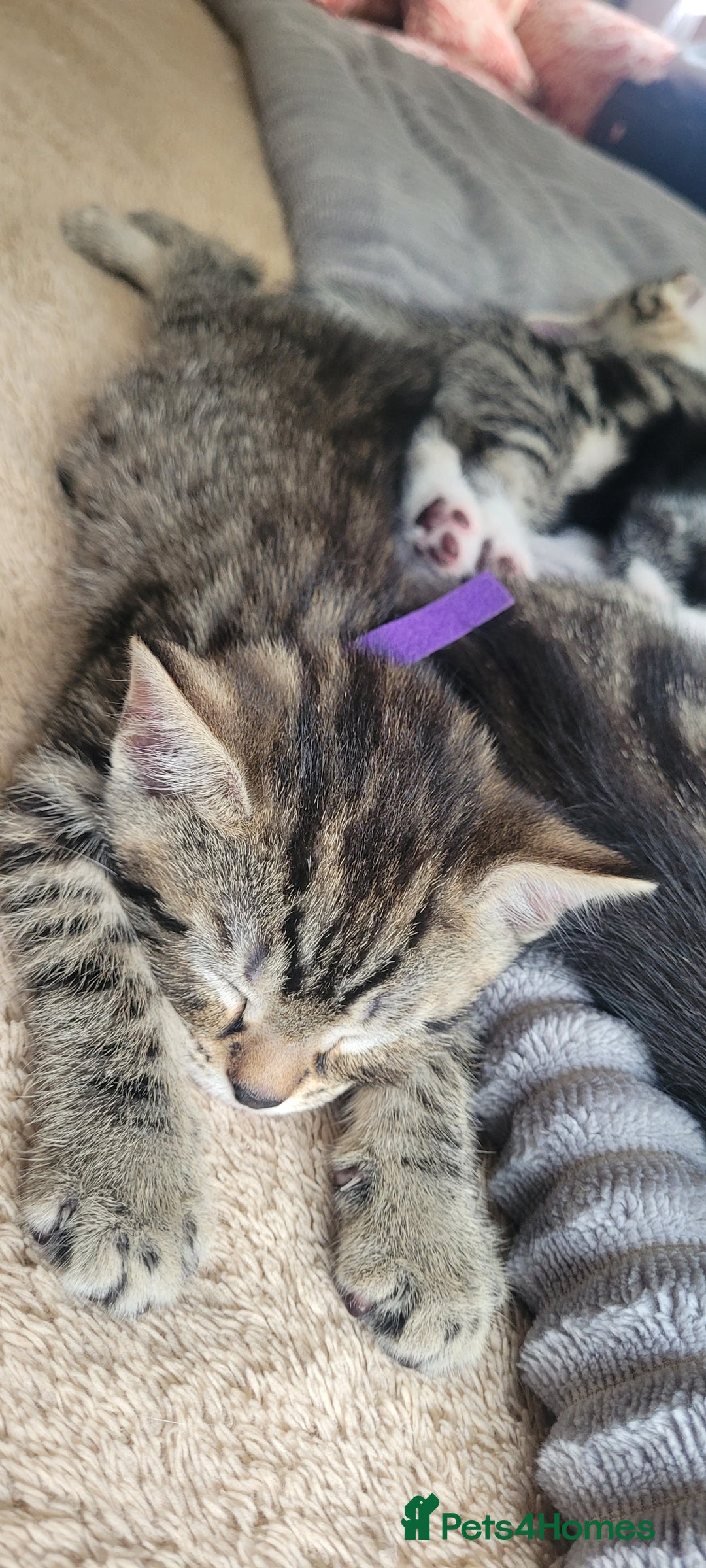 British Shorthair cats for sale: 4 litte Treasures seek Forever Home - Image 7