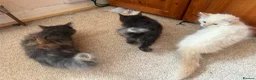Ragdoll cats for sale: Ragdolls Mum & Babies 10 weeks sepia flame 10 wks - Advert 19