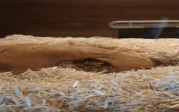 Snake reptiles for sale: Hognose snake  - Image 2