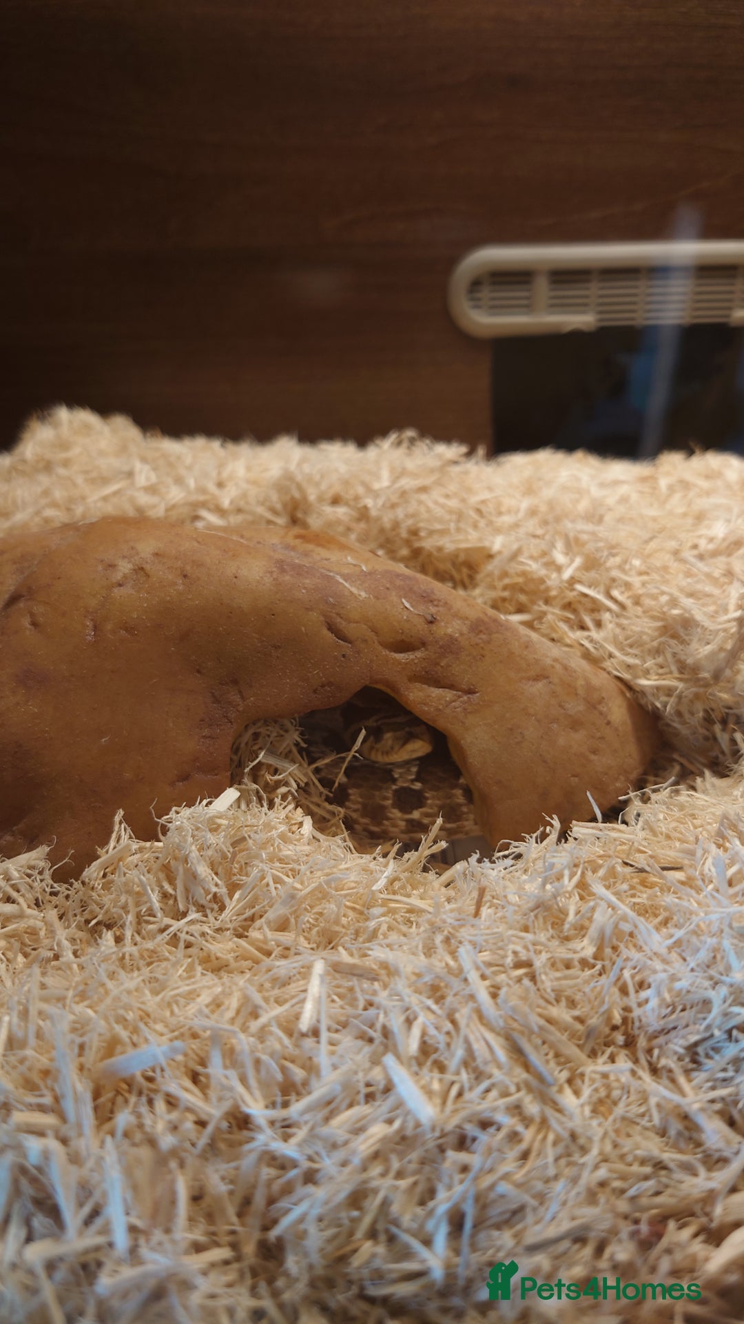 Snake reptiles for sale: Hognose snake  - Image 2