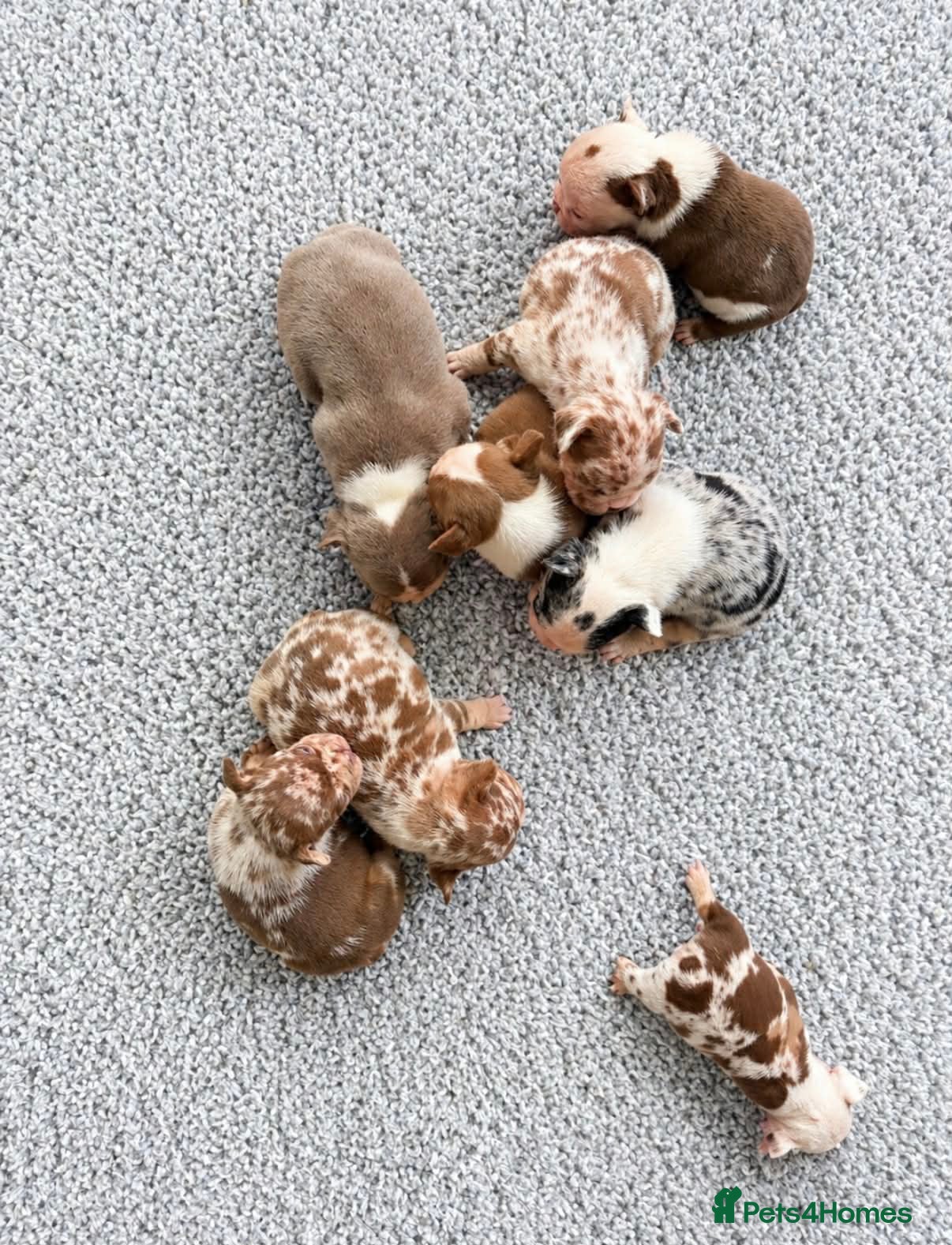 French Bulldog dogs FRENCH BULLDOG  - Advert 2