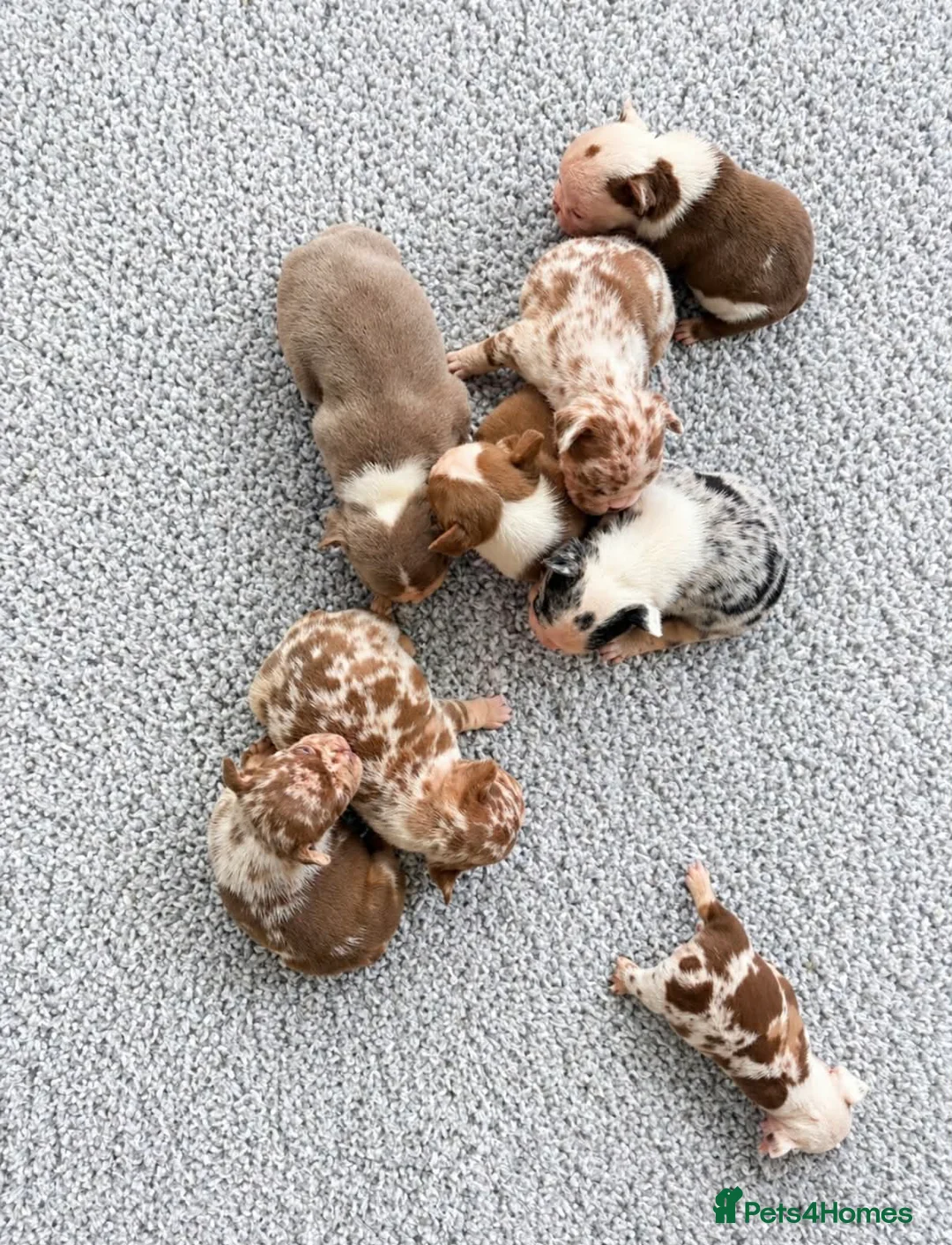 French Bulldog dogs for sale: FRENCH BULLDOG  - Advert 1