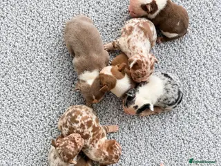 French Bulldog dogs FRENCH BULLDOG - Advert 2