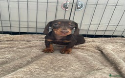 Dachshund dogs for sale: Standard Dachshund Puppies Ready Now - Image 9