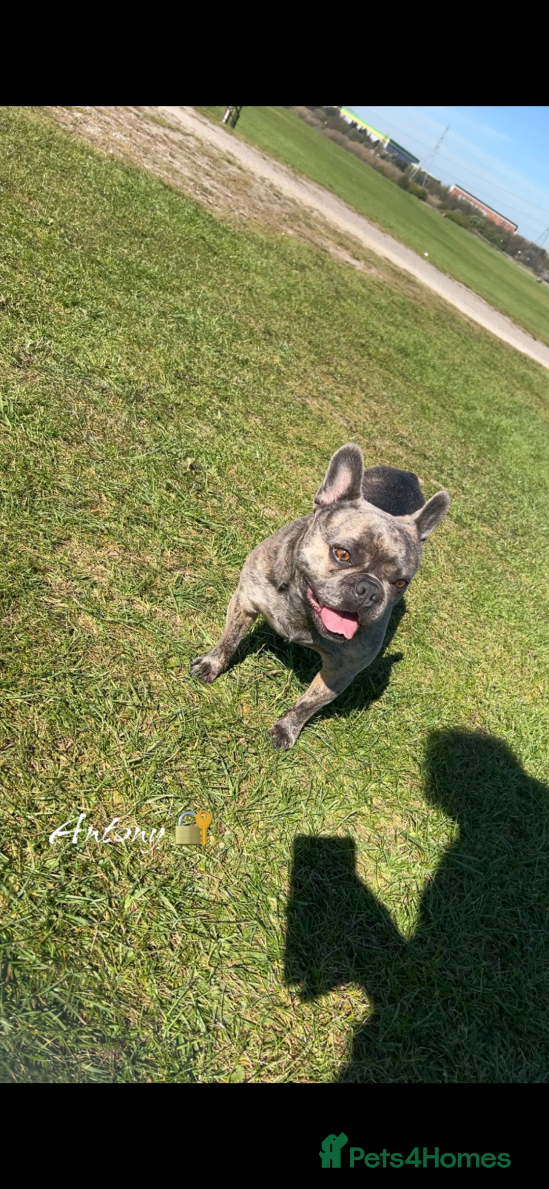 French Bulldog dogs for sale: Beautiful French bulldogs new borns  🐶💙💗 - Advert 2
