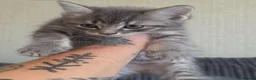 Norwegian Forest Cat cats for sale: Norwegian Forest cat X Bengal!  - Advert 8