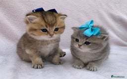 British Shorthair cats for sale: 🤍 Pedigree GCCF blue golden British shorthair  - Advert 16