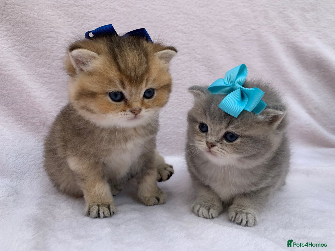 British Shorthair cats for sale: 🤍 Pedigree GCCF blue golden British shorthair  - Advert 16