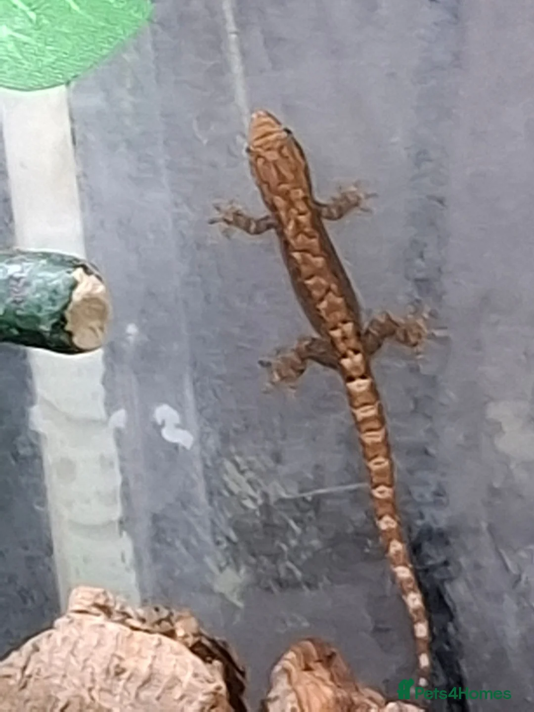 Gecko reptiles for sale: Baby Mourning geckos and Isopods for sale - Advert 2