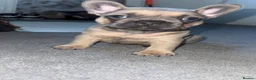 French Bulldog dogs for sale: Beautiful frenchies for sale, ready to leave now - Advert 5