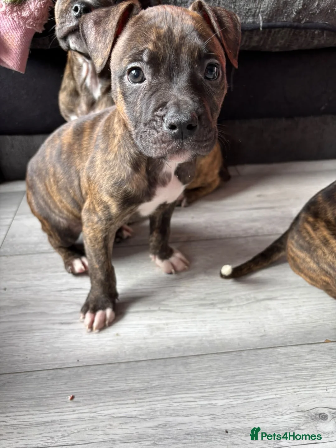 American Bulldog dogs for sale: 8 week old American bulldog pups in Burnley - Advert 2