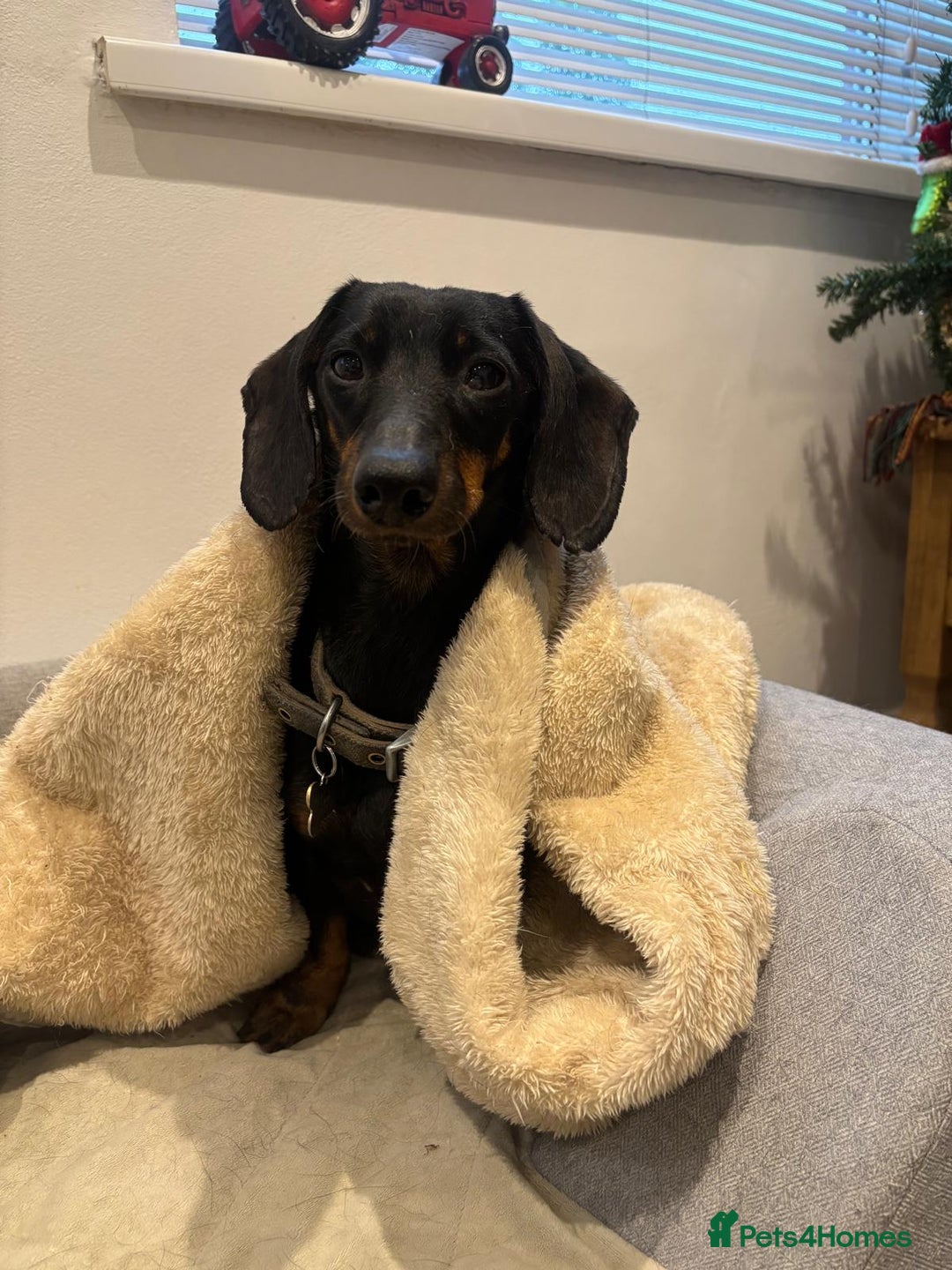 Dachshund dogs for sale: Luna the Dachshund for rehoming - Advert 7