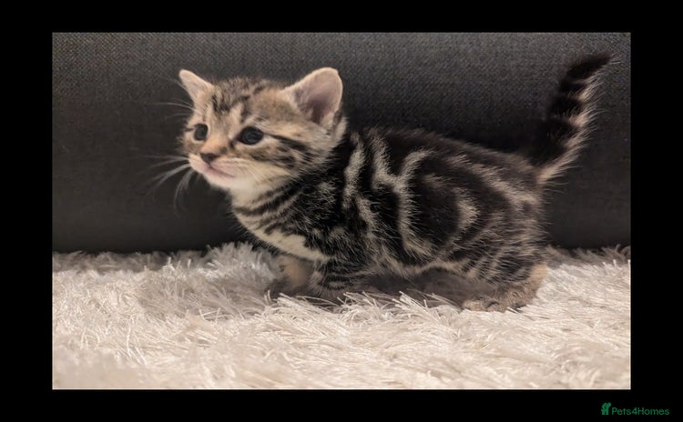 Domestic Shorthair cats - Advert 1